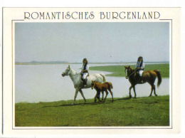 Seewinkel - Romantisches Burgenland - Pferde                                                                  ( Horses ) - Neusiedlerseeorte