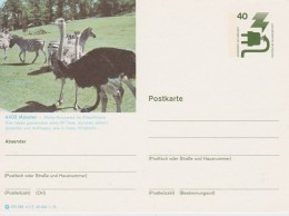 ALLEMAGNE   ENTIER POSTAL AUTRUCHE - Straussen- Und Laufvögel