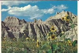 VS.- Badlands National Park, South Dakota. Sunflowers 2 Scans. - USA National Parks