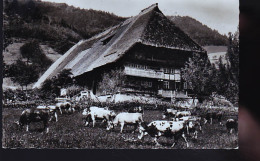 ALTES SCHWARZWALDHAUS - Wald