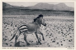 ANGOLA, Zebra No Deserto De MOÇAMEDES, 2 Scans - Angola
