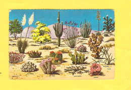 Postcard - Cactusses   (V 28256) - Cactussen