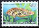 Cocos Islands 1979 Fishes 28c Guinea-fowl Wrasse MNH  SG 40a - Kokosinseln (Keeling Islands)