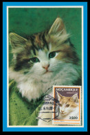 MOÇAMBIQUE - FILATELIA - MÁXIMOS- Gato Turquia-Correios E Telegrafos Moçambique( Ed.C.C.N.S.S. Nº 4036C) Carte Postale - Mozambique