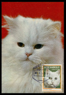 MOÇAMBIQUE - FILATELIA - MÁXIMOS- Gato Branco-Correios E Telegrafos Moçambique( Ed.Rotalcolor Nº R 416) Carte Postale - Mozambique