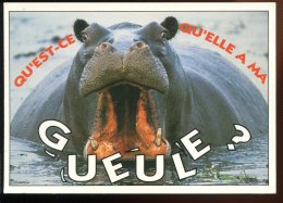 CPM Neuve Humour Faune Hippopotame " Qu'est-ce Qu'elle A Ma Gueule " - Nijlpaarden