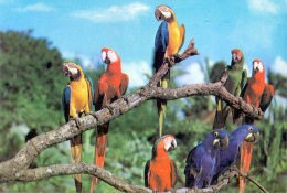 POSTACRD POSTAL PARAGUAY - AVES - PAPAGAYOS - Paraguay