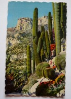 COTE D'AZUR  - Plantes Exotiques - CACTUS - Cactusses
