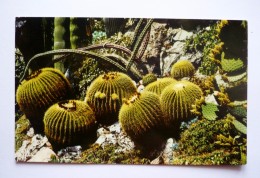 PRINCIPAUTE DE MONACO  - Jardin Exotique  - CACTUS - Cactussen