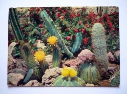 Cpsm Grand Format - Merveilleuse Floraison Des CACTUS RARES DU MEXIQUE   à SANARY-BANDOL ( 83) - Cactussen