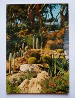 Cpsm Grand Format COTE D'AZUR   - Jardin Exotique - CACTUS - Cactus