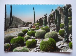 Cpsm Grand Format  EZE-VILLAGE   - Jardin Exotique - CACTUS - Coussins De Belle-mère Et Candélabres - Cactusses