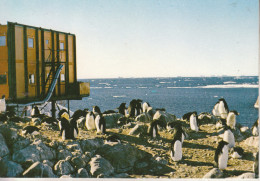 TAFF - Terre Adélie - Pôle Sud - Manchots Adelies à  La Rockery - Collection Privée, Tirage Limité - TAAF : Terres Australes Antarctiques Françaises