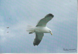 TAFF - Goëland Dominicain (Larus Dominicanus) - TAAF : Terres Australes Antarctiques Françaises