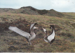 TAFF - Grand Albatros De L'Ile Amsterdam (Diomedea Amsterdamensis) - TAAF : Franz. Süd- Und Antarktisgebiete