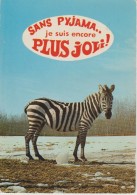 (AN273) ANIMAUX HUMORISTIQUES. ZEBRA - Zebras
