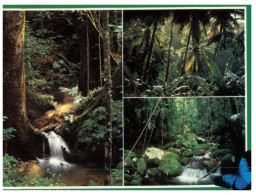 (244) Australia - QLD - Rainforest - Outback