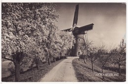 Carte Postale Photo MOULIN A VENT PAYS BAS HOLLANDE-Mill-Molen-Windmühle-MOOL NEDERLAND - Other & Unclassified