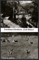 2499 - Alte Foto Ansichtskarte - Zell / Mosel Forsthaus Irlenborn - N. Gel TOP - Zell