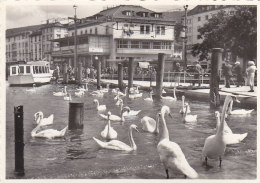 Suisse -  Rorschach - Hafen Am Bodensee - Port - Cygnes - Rorschach