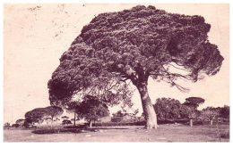 THEME - ARBRE - étude De Pins Parasols - Trees