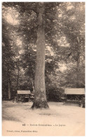 THEME - ARBRE - Foret De Fontainebleau - Le Jupiter - Trees