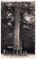 THEME - ARBRE - Le Jupiter En Foret De Fontainebleau. - Árboles