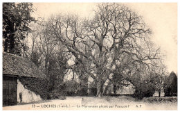 THEME - ARBRE - LOCHES - Le Marronnier Planté Par Francois 1er - Arbres