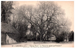 THEME - ARBRE - LOCHES - Le Marronnier Planté Par Francois 1er -- - Trees