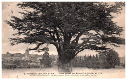 THEME - ARBRE - Montigny Lencoup -- Cèdre - Trees