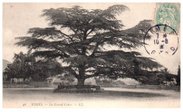 THEME - ARBRE - Nimes - Le Grand Cèdre - Trees