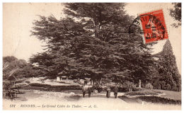 THEME - ARBRE - Rennes - Le Grand Cèdre Du Thabor - Arbres