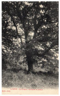 THEME - ARBRE - Saint Point - Le Château - Chêne De Jocelyn - Trees