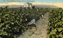 GRAPE PICKING , YAKIMA VALLEY ,WASHINGTON . PUBLISHED BY THE BOUGHTON-ROBBINS CO. SPOKANE. WASH. - Spokane