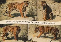 CPM Les Tigres Du Zoo Au Parc De La Tête D'Or, Lyon - Tigres