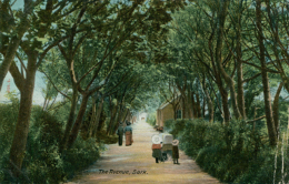 GB SARK / The Avenue / CARTE COULEUR GLACEE - Sark