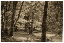 (675) Very Old Postcard - Carte Ancienne - UK - New Forest - Arbres