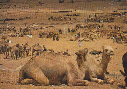 Expedition To Toubkal High Atlas Morocco Maroc Postcard Camel Market - Klimmen