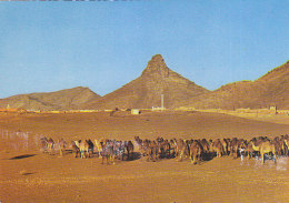 Expedition To Toubkal High Atlas Morocco Maroc Postcard Camel Caravane - Escalade