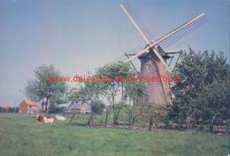 Molen Westmalle - Malle