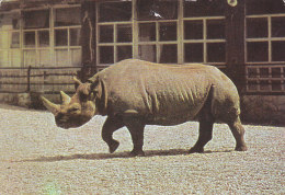 Rhino Rhinoceros Diceros Bicornis Zagreb Croatia Zoo Postcard - Rinoceronte