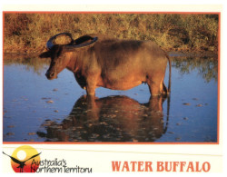 (566) Australia - NT - Water Buffalo - Non Classés