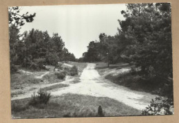 **   GEEL  - BEL  **   -   " Bos  En   Duinen. " - Geel