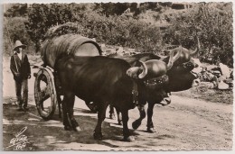 Postal Portugal - Alto Douro - Carro De Bois - Transporte Do Vinho (Ed. Foto Alvão) - Carte Postale Animé Boeufs - Vila Real