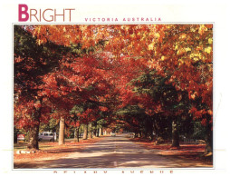 (128) Australia - VIC - Bright Tree In Autumn - Arbres