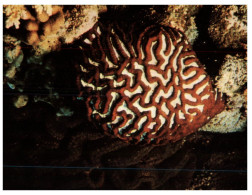 (236) Australia - QLD - Great Barrier Reef Brain Coral - Great Barrier Reef