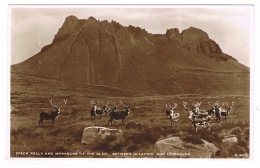 RB 1096 -  Real Photo Postcard - Stack Polly & Monarchs Of The Glen - Stags Wester Ross - Scotland - Ross & Cromarty
