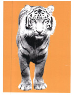 (695) Greenpeace Postcard - Tiger - Tigres