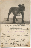 Bulle Elevage Du Moleon Bouledogue Bulldog Champion Jessie John Bull Né Le 4/8/1907 Championnat De Paris 1910 - Bulle