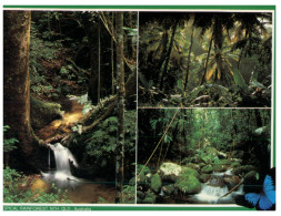 (393) Australia - QLD - Tropical Rainforest &  Waterfall - Far North Queensland